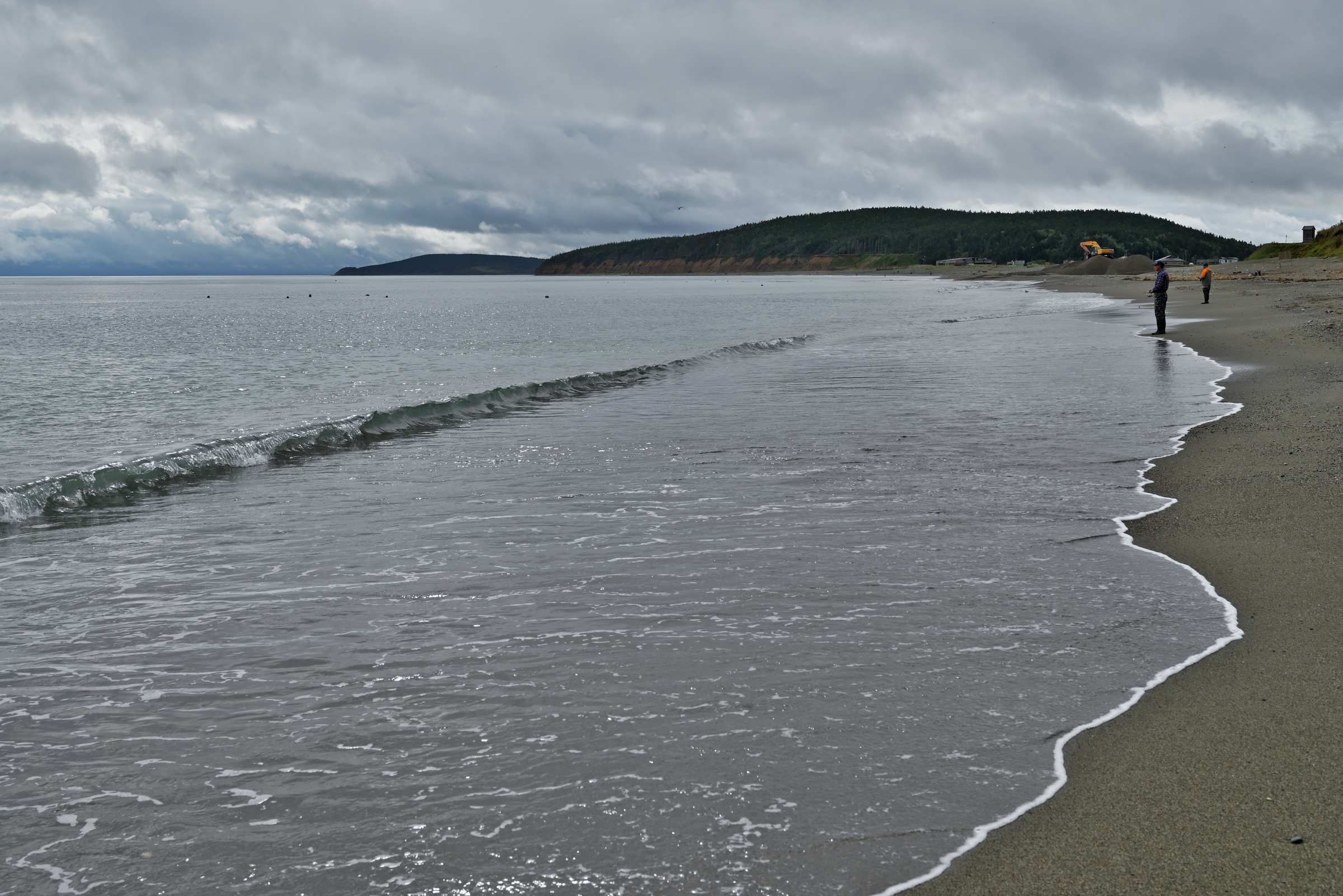 Нерпы в море на пляже в Лесном на Сахалине.