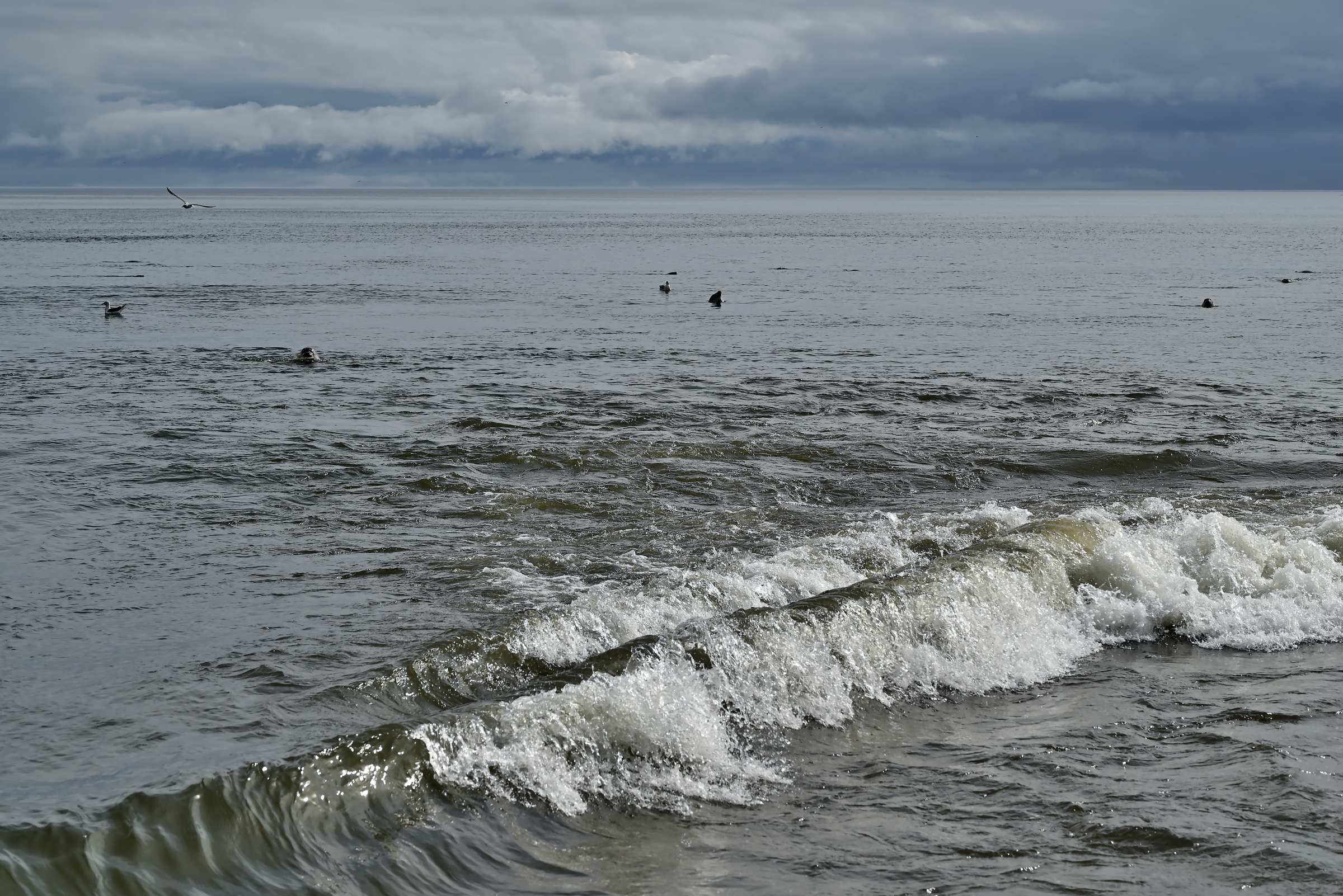 Нерпы в море на пляже в Лесном на Сахалине.