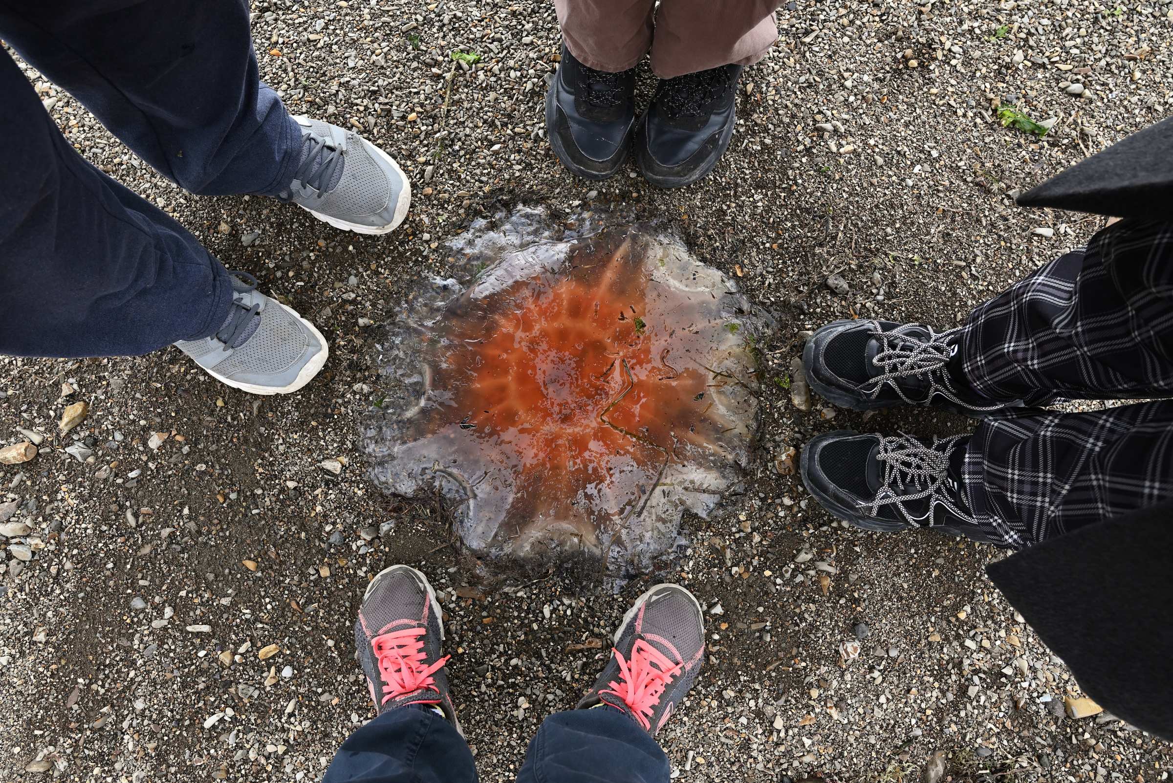 Медуза на песке в бухте Тихой на Сахалине.