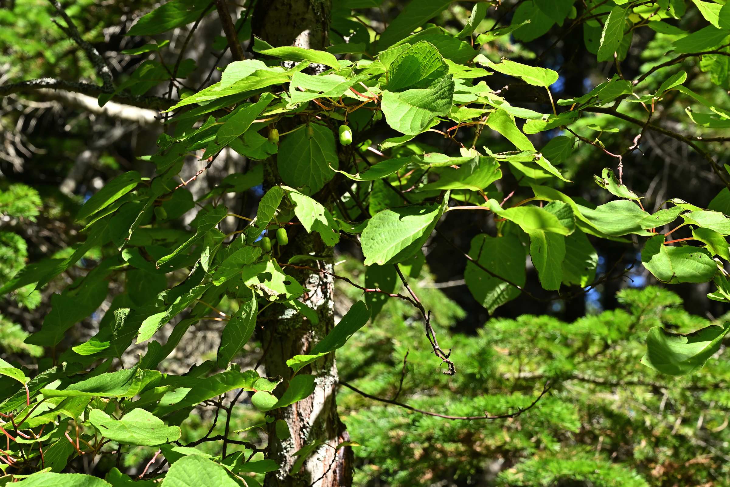 Актинидия коломикта в лесу на Сахалине.