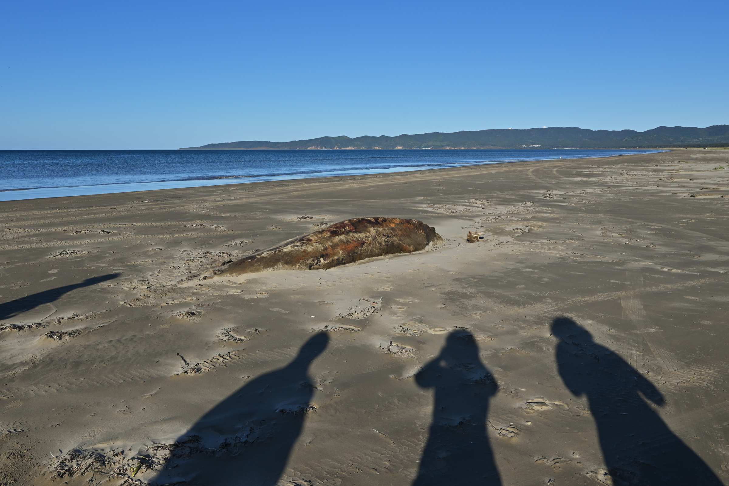 Остатки кита на пляже залива Мордвинова Охотского моря