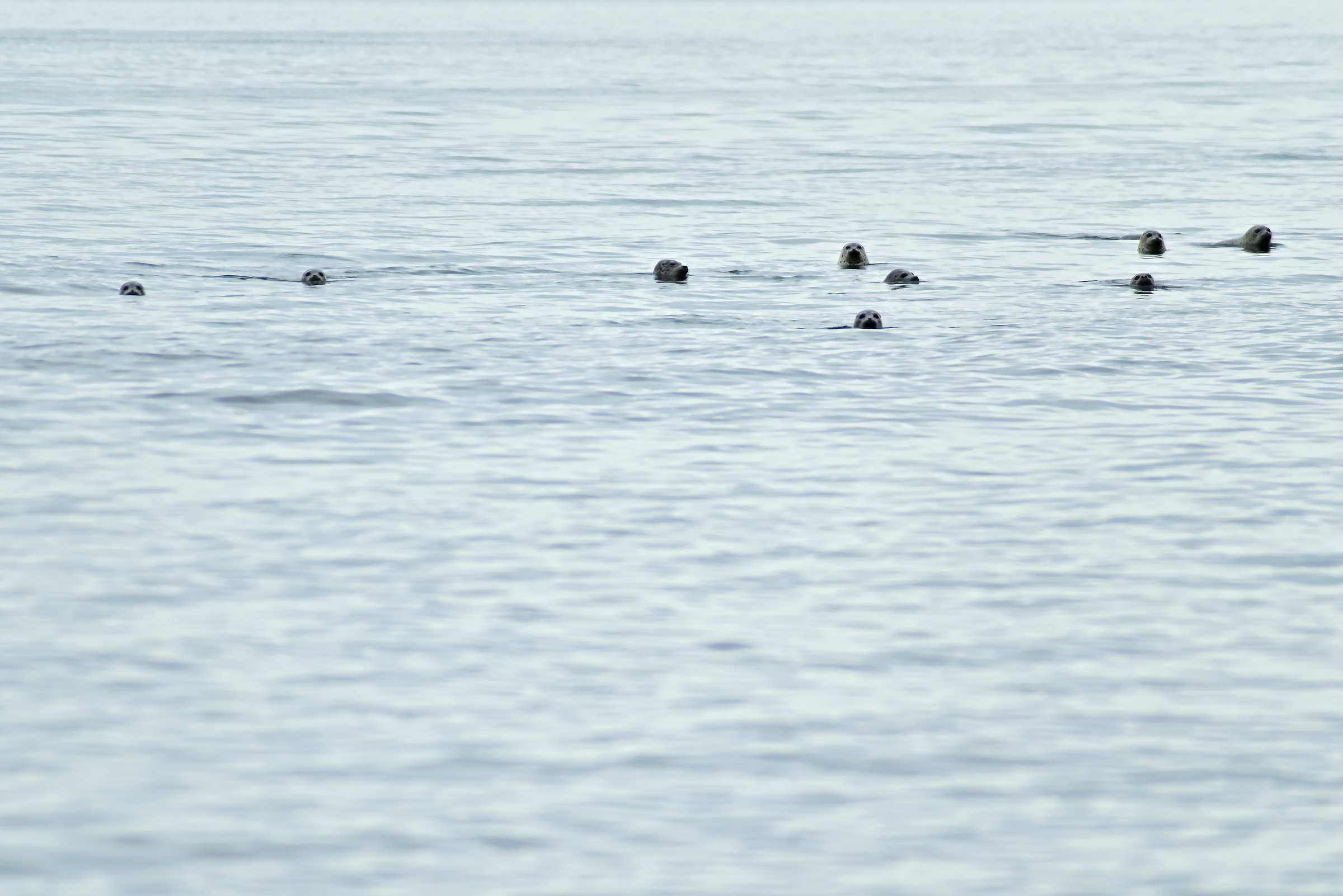 Нерпы в море недалеко от берега в заливе Анива на Сахалине.