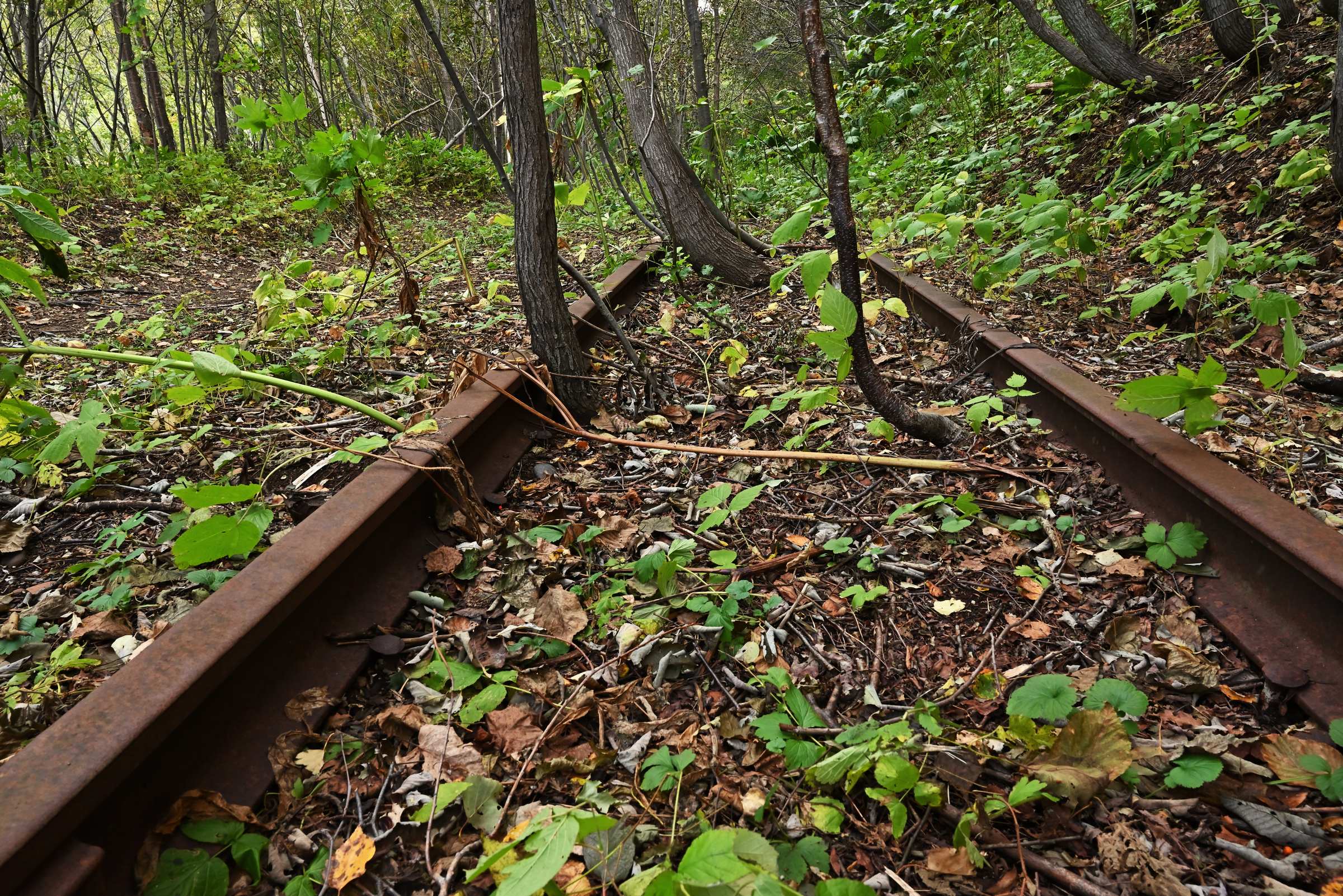 Заброшенная японская узкоколейная железная дорога в лесу на Сахалине.