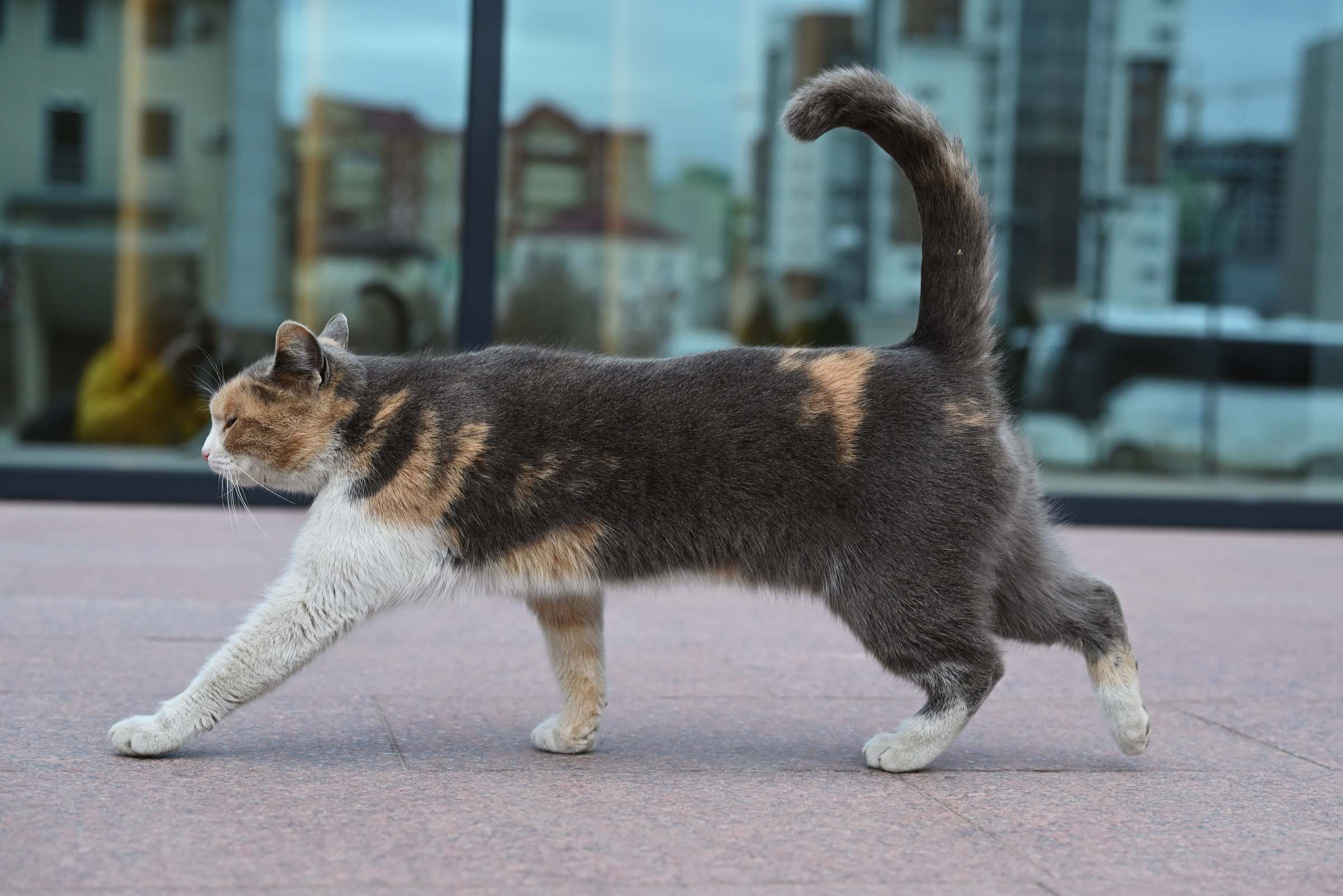 Кошка в Грозном у музея Чеченской Республики
