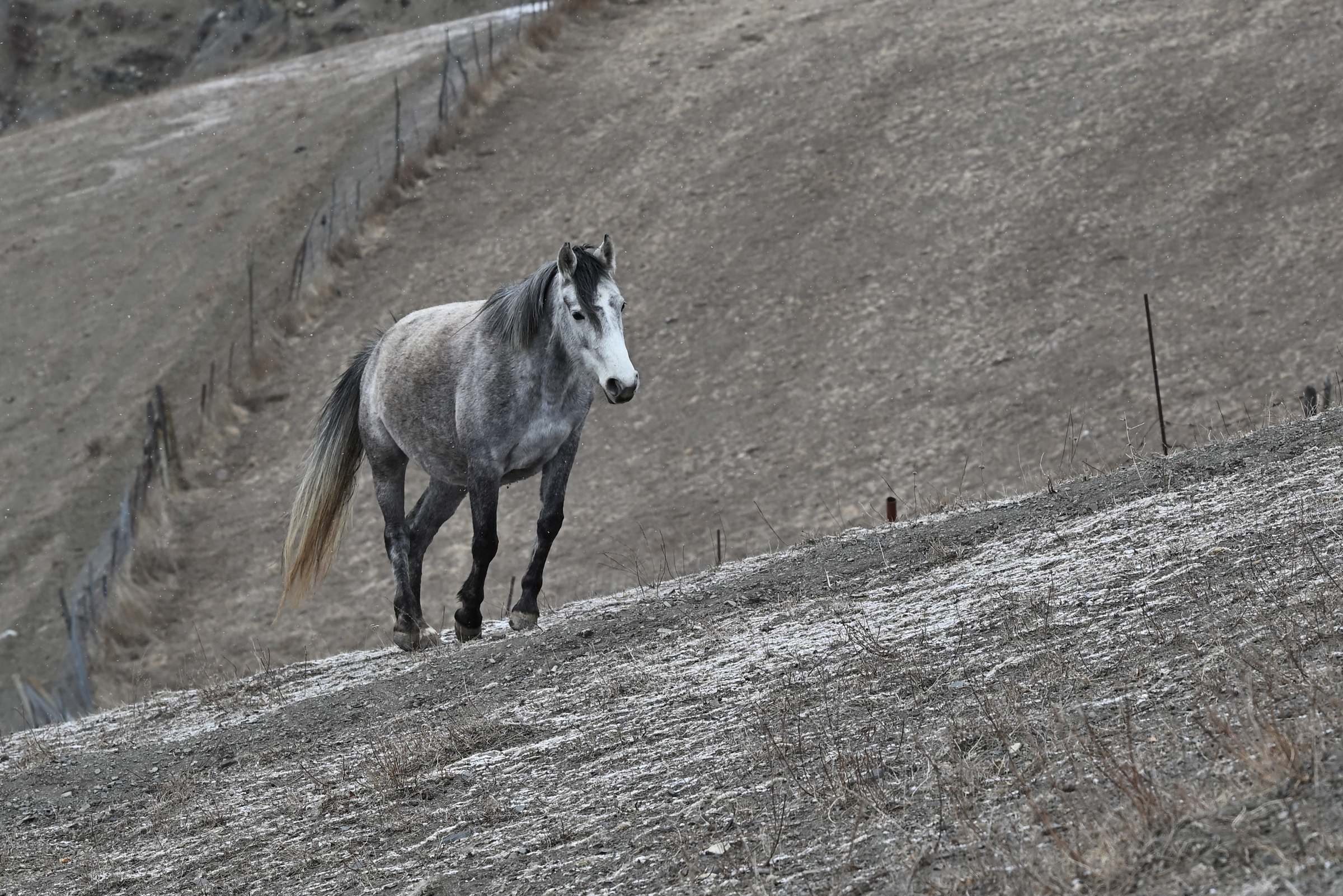 Лошадь над горным селом Ольгети в горах Ингушетии