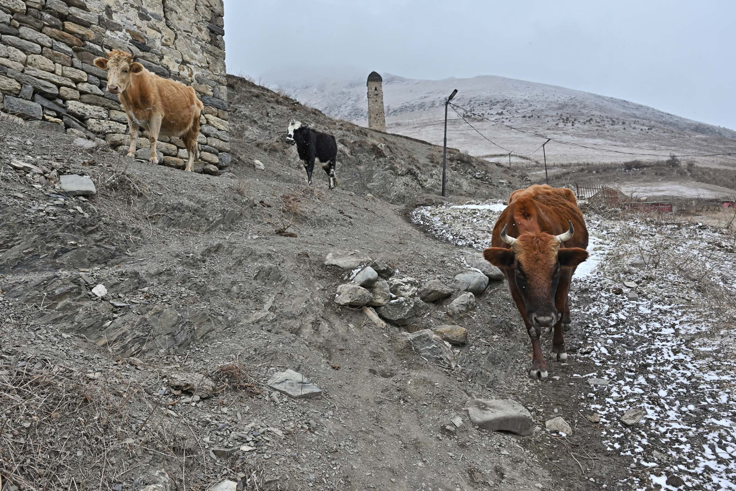Коровы у башен Эрзи в горах Ингушетии