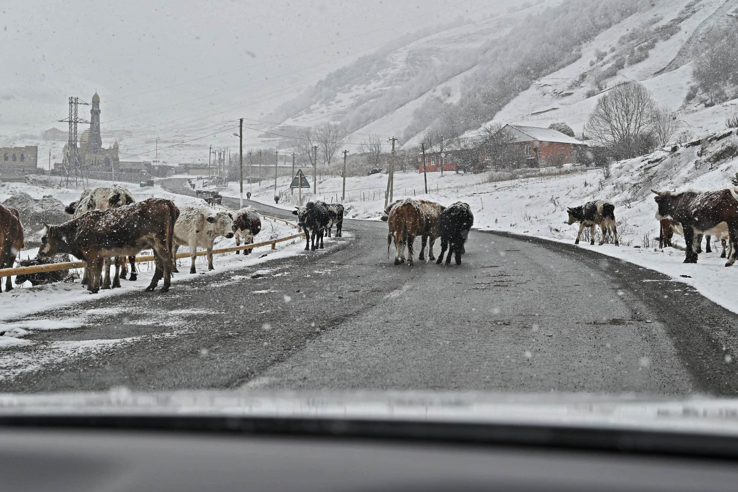 Коровы на дороге в посёлке Гули в Ингушетии