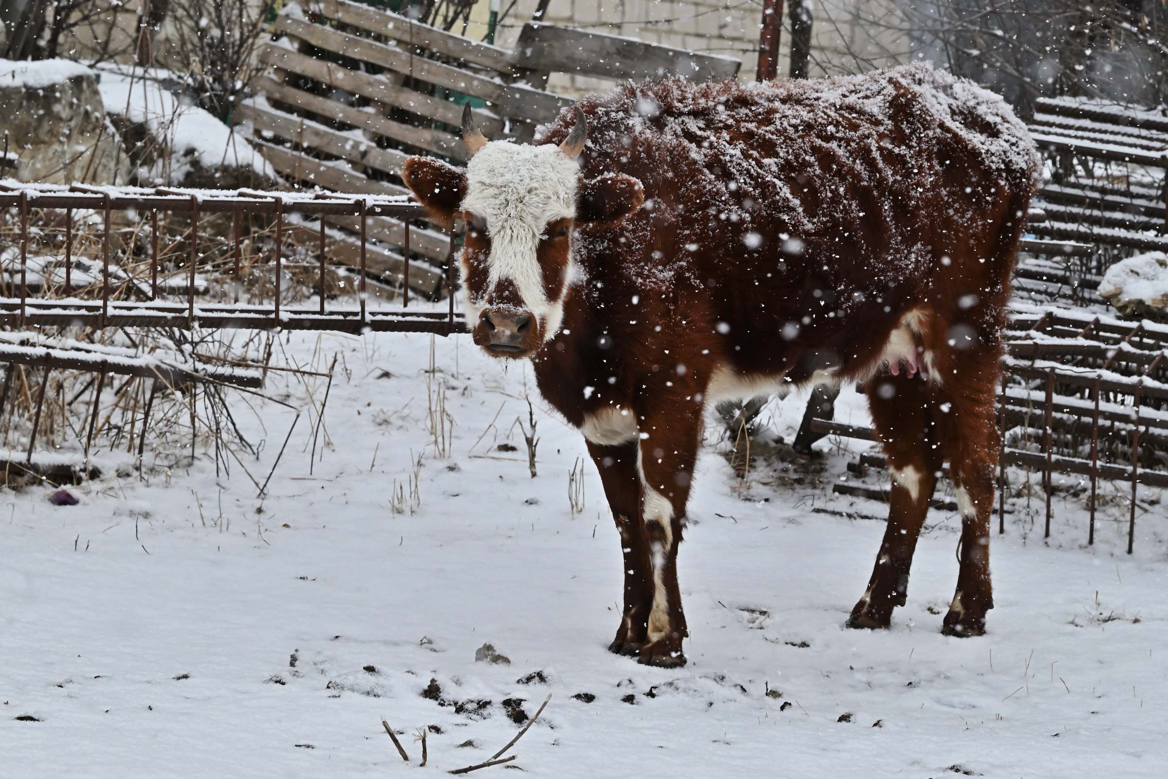 Корова в посёлке Гули в Ингушетии