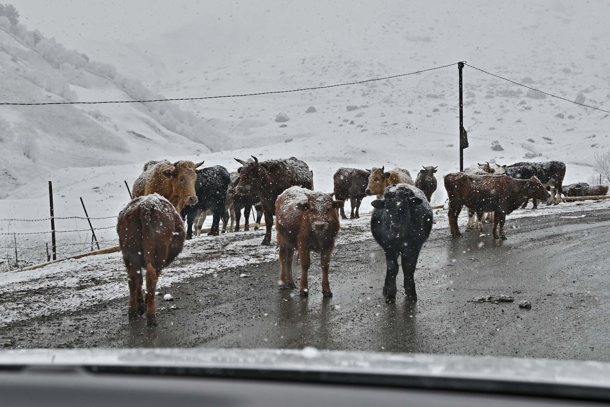 Коровы на дороге через перевал Цей-Лоам в Ингушетии