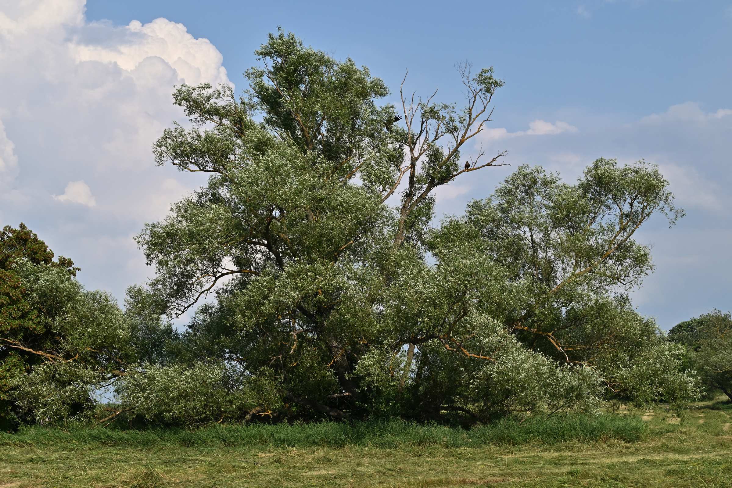 Дерево со стаей хищных птиц в окрестностях Нововоронежской АЭС