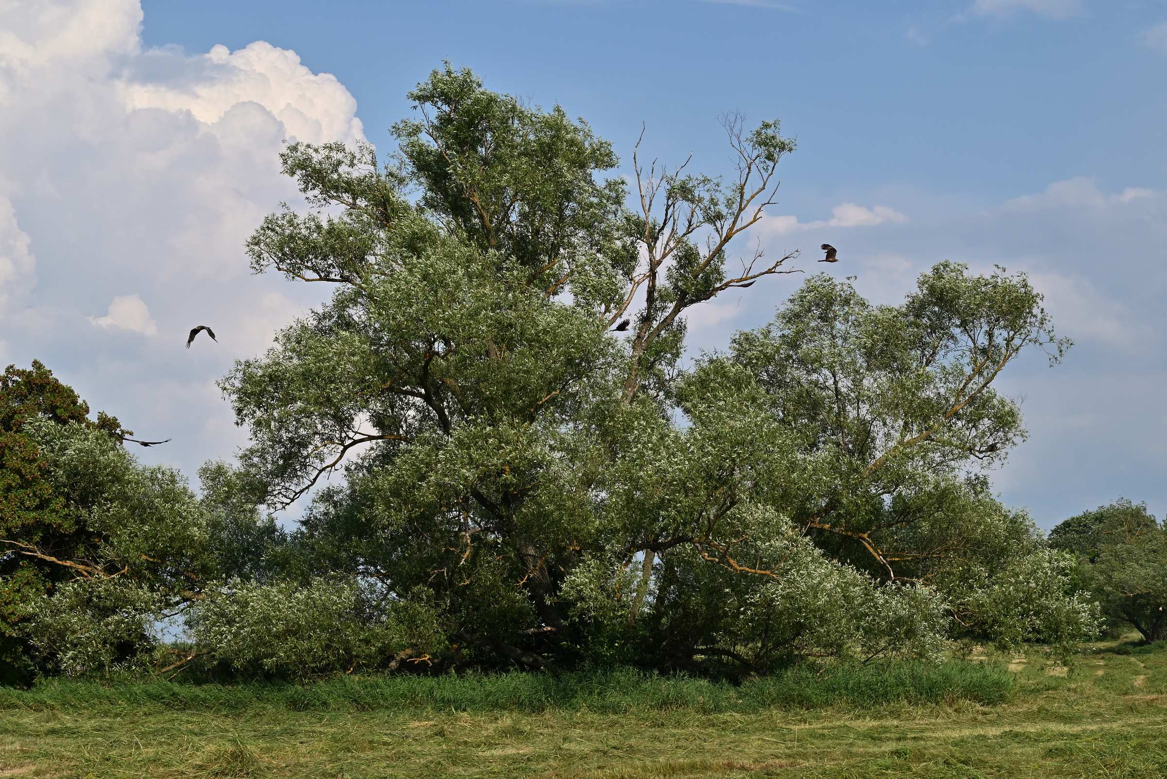 Дерево со стаей хищных птиц в окрестностях Нововоронежской АЭС