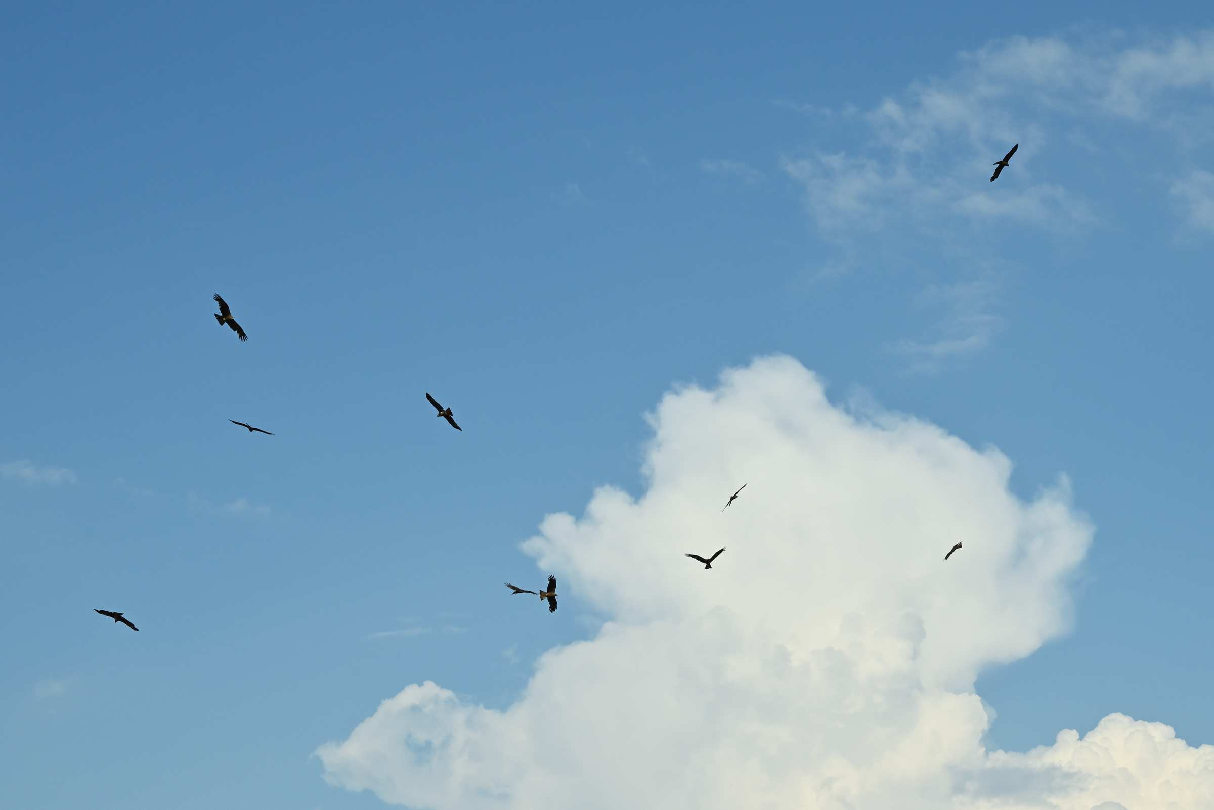 Стая хищных птиц в окрестностях Нововоронежской АЭС