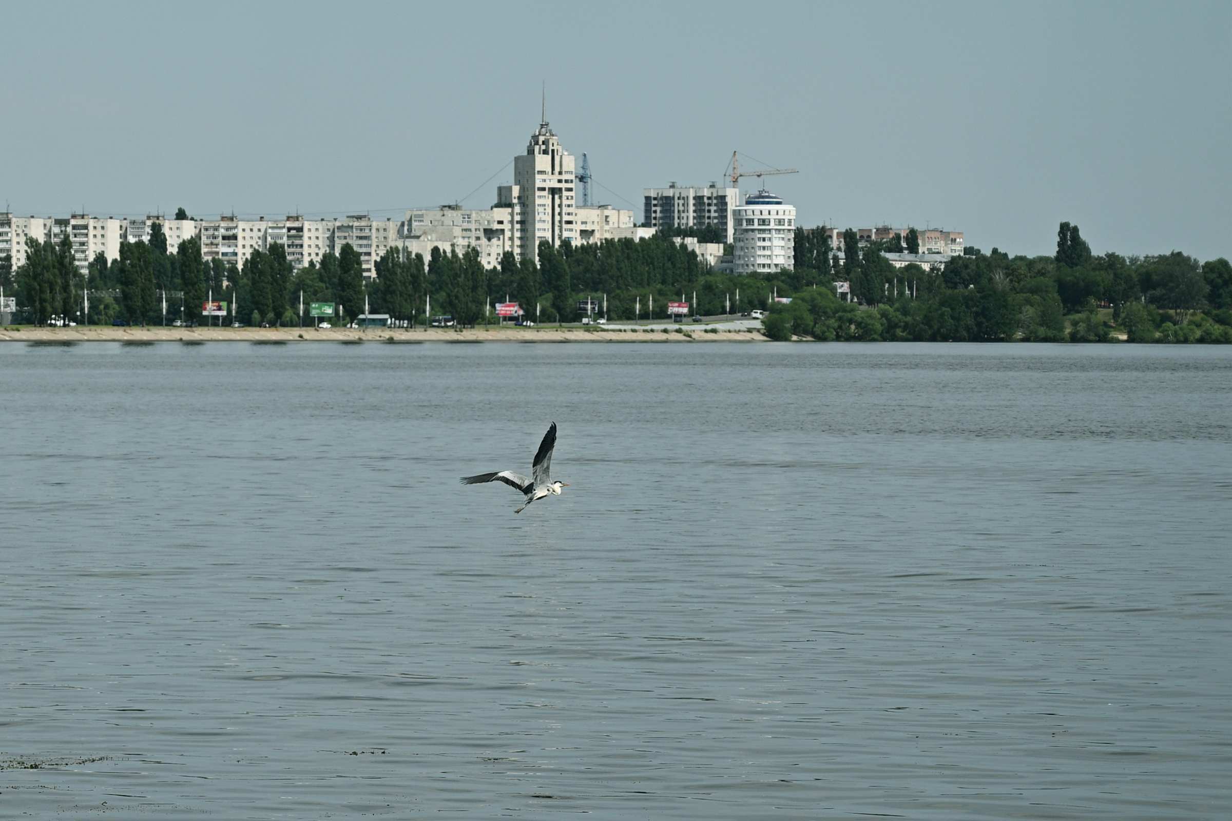 Цапля в Воронеже