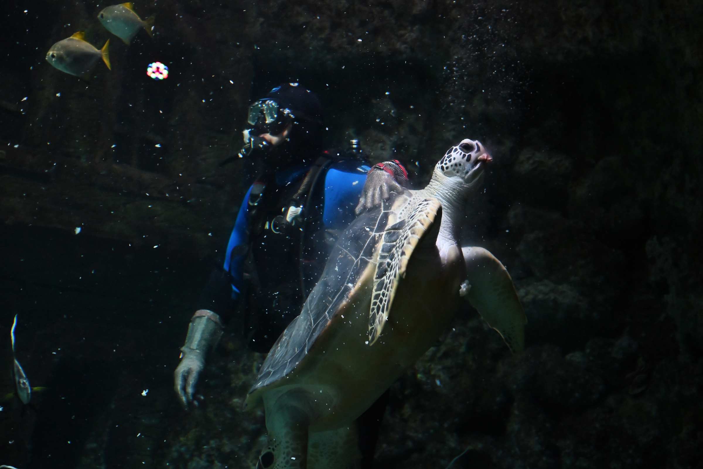 Воронежский океанариум. Зелёная морская черепаха