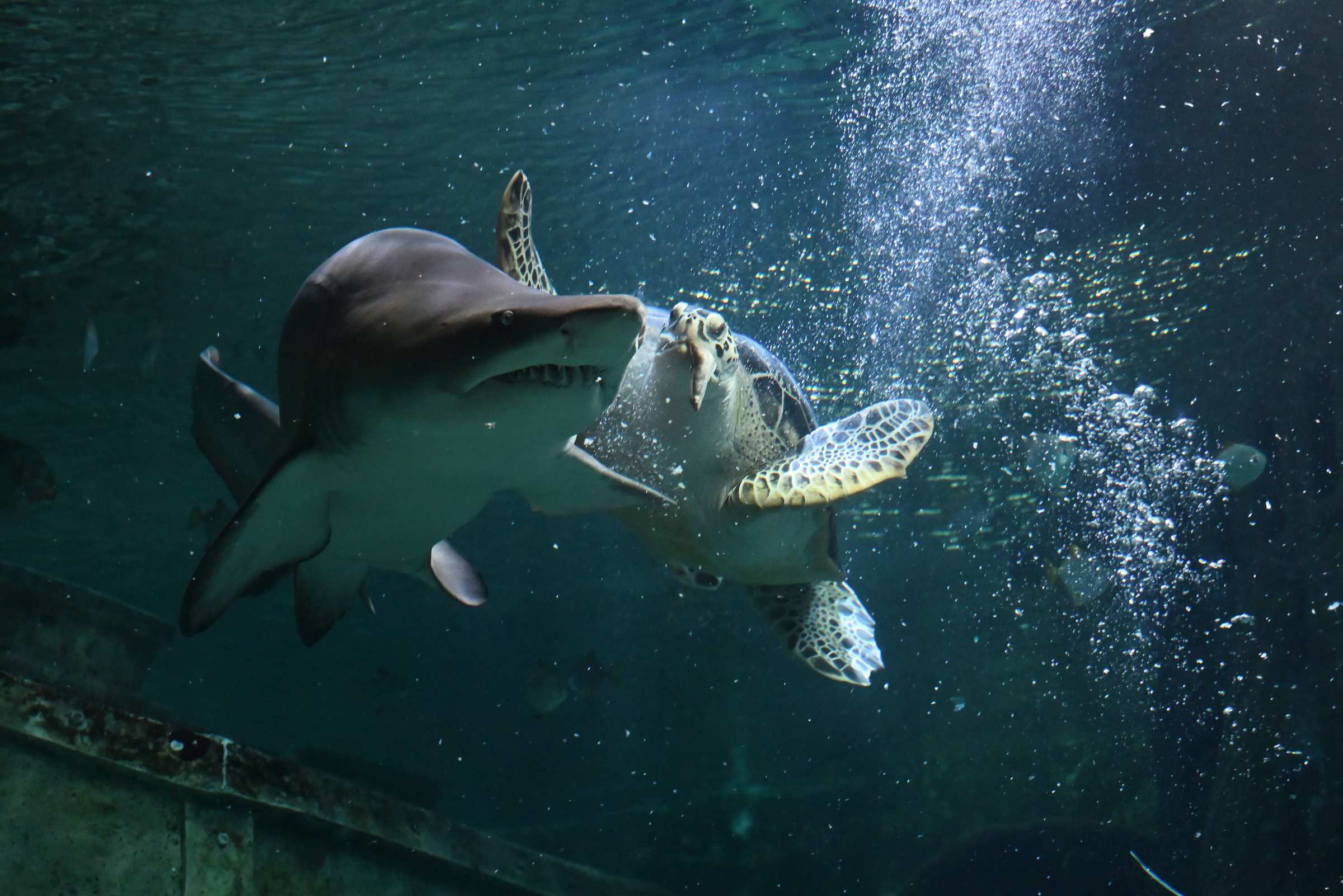 Воронежский океанариум. Песчаная акула и Зелёная морская черепаха