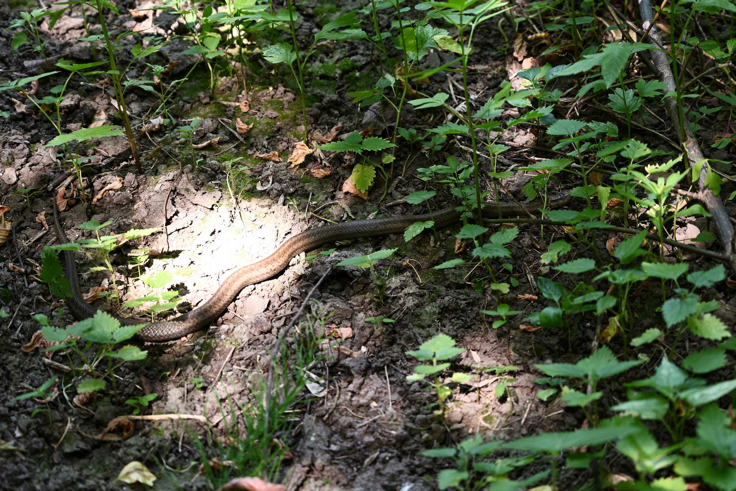 Змея, похожая на гадюку, на тропинке у Дона в районе меловых гор у Сторожевого