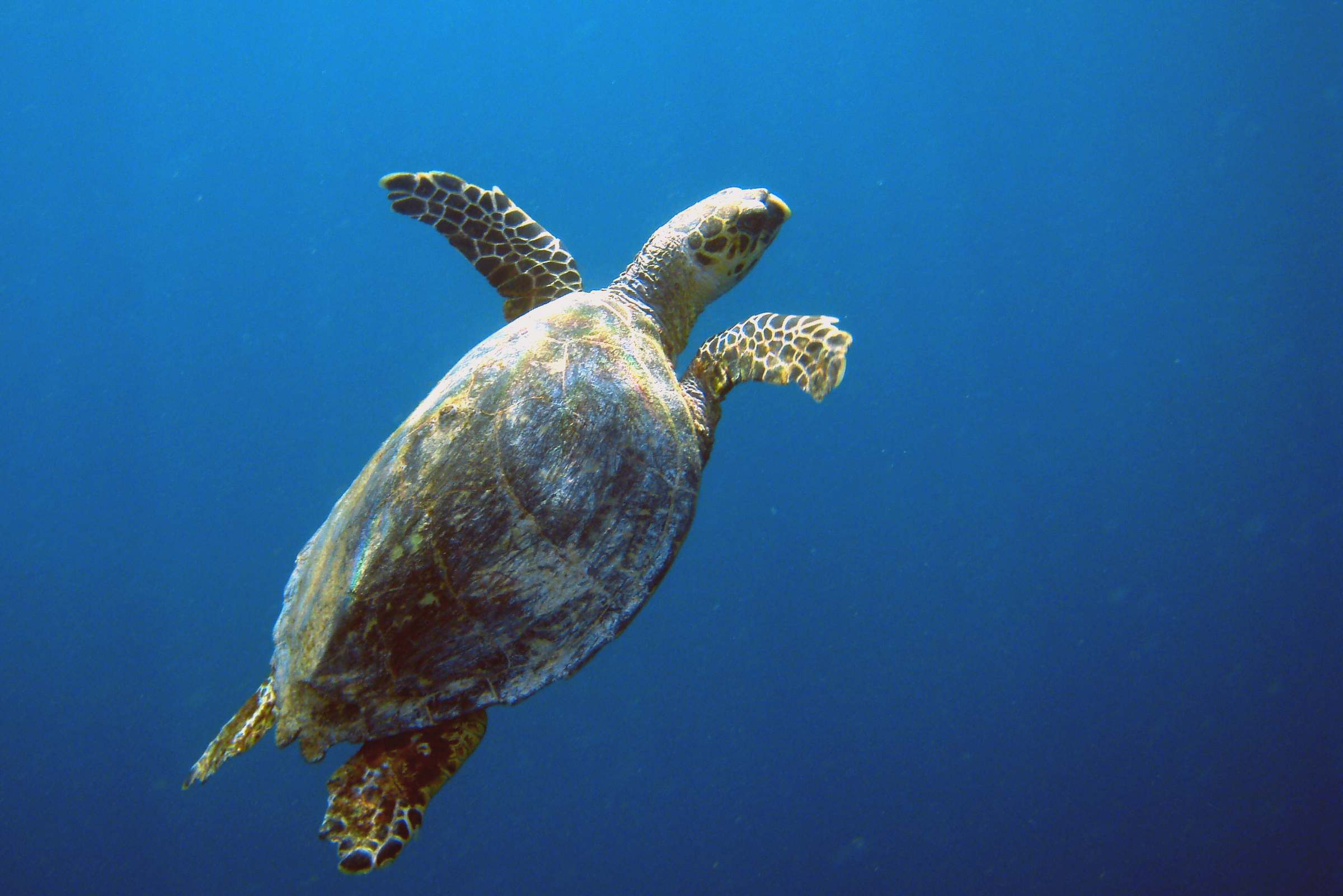 Зелёная морская черепаха в Красном море.
