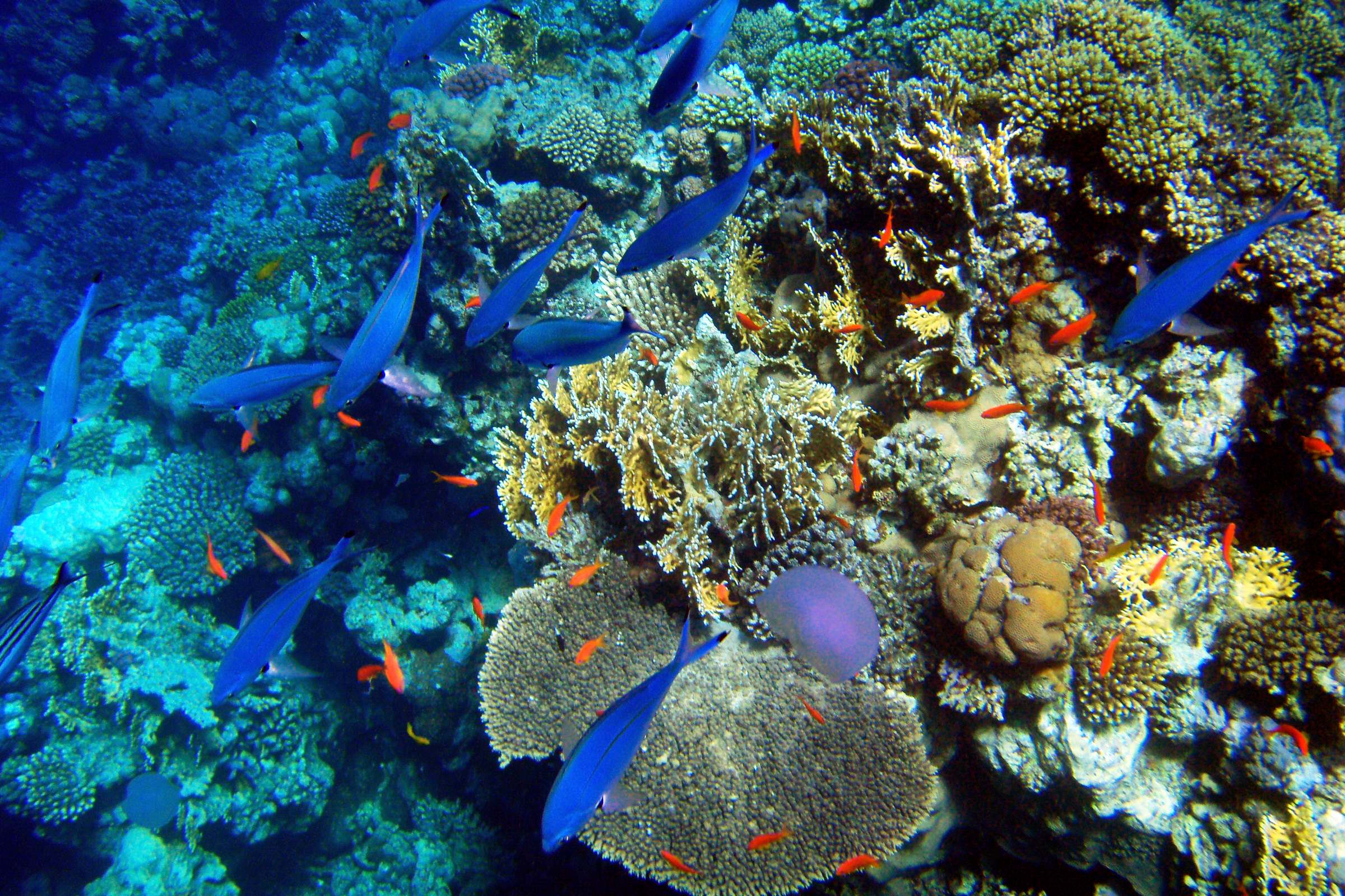 На коралловом рифе Красного моря