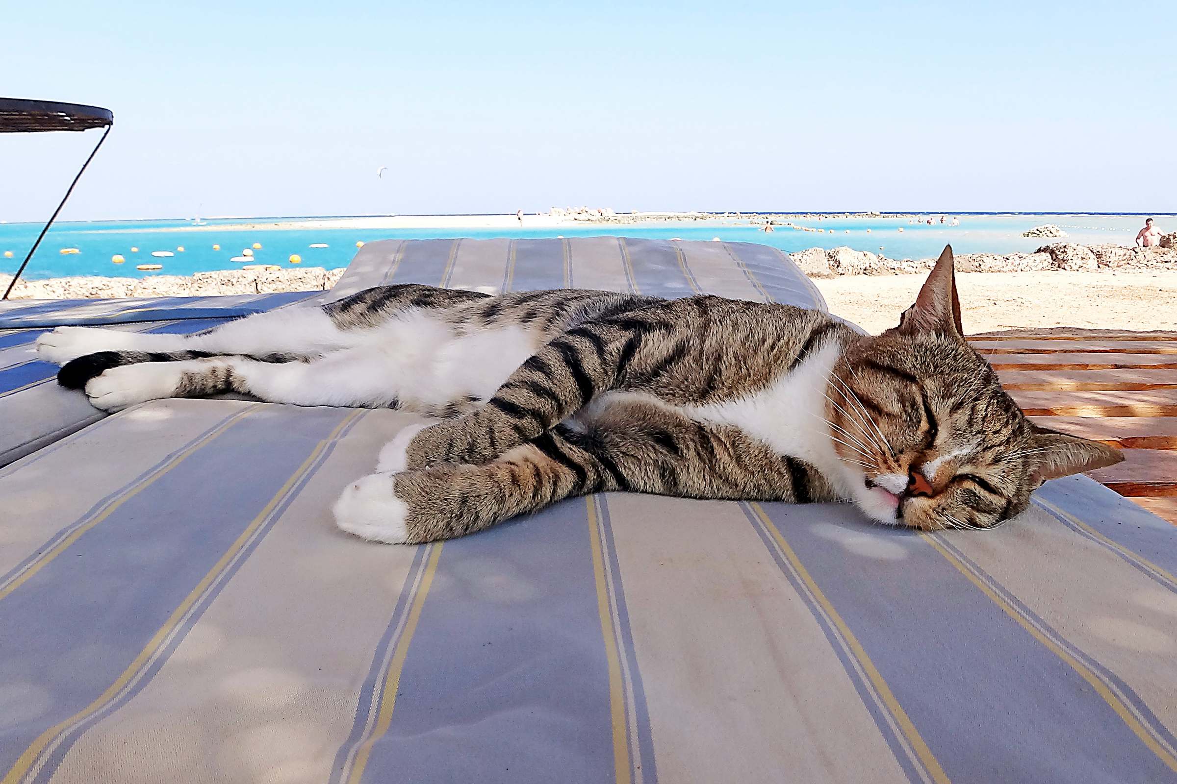 Котяра спит на лежаках на пляже