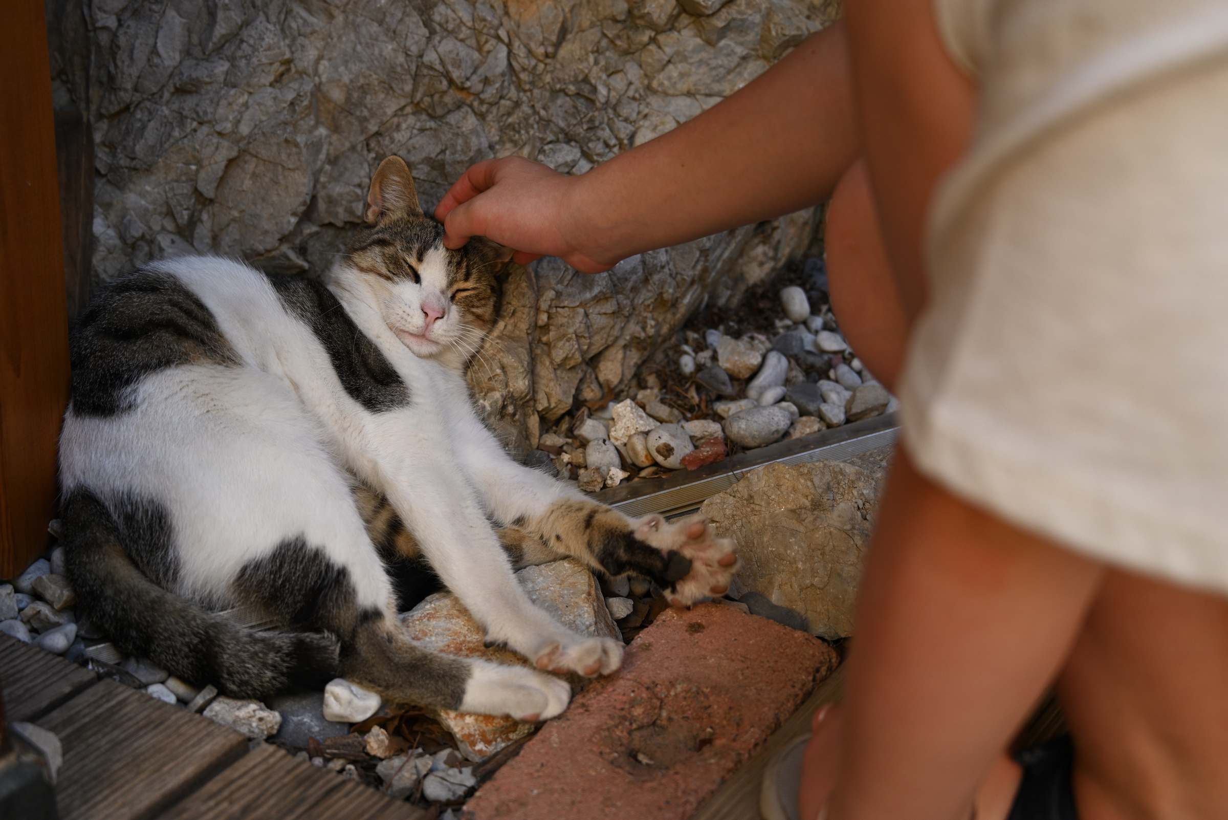 Спящая кошка в Турции
