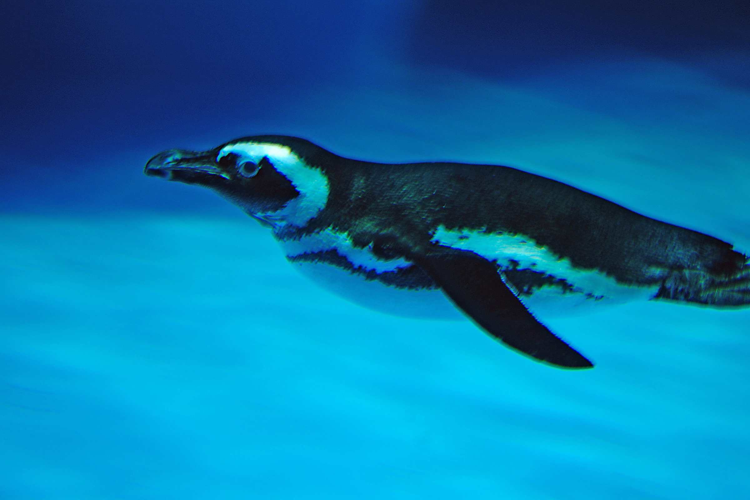 Пингвин Гумбольдта в океанариуме в ТРЦ РИО