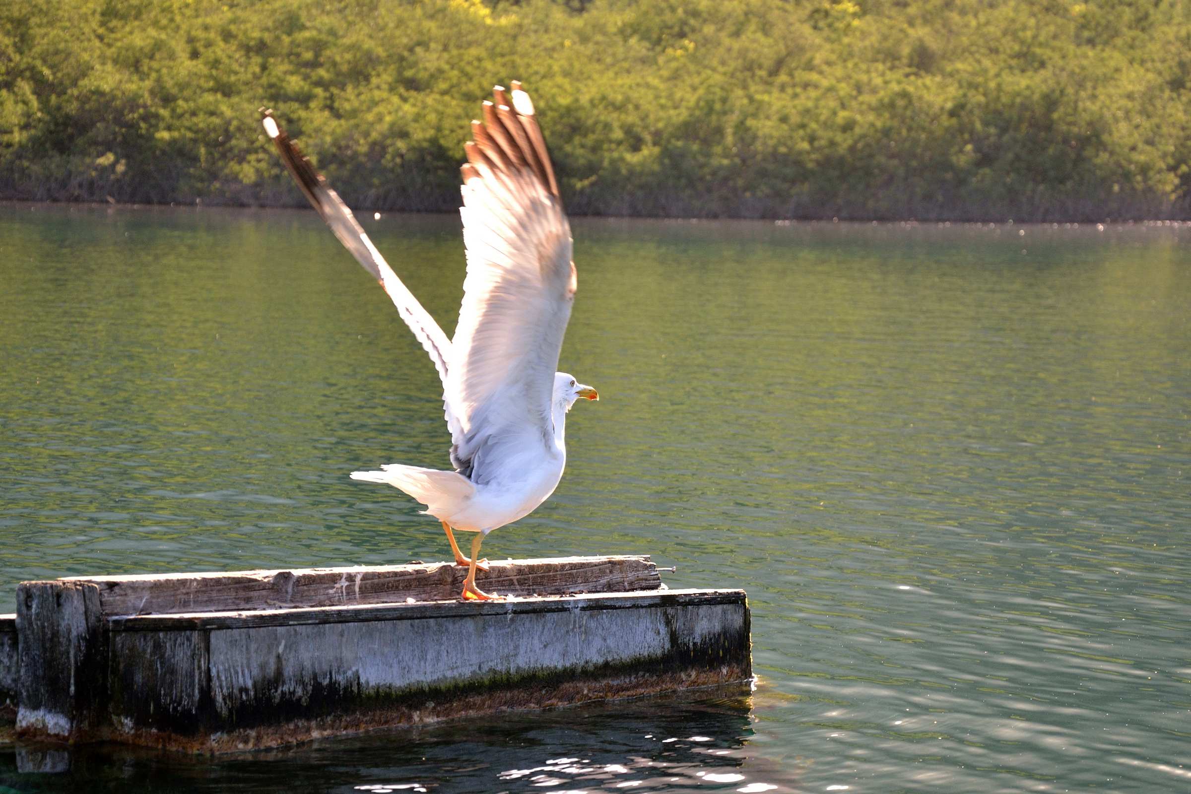 Чайка на озере Курнас