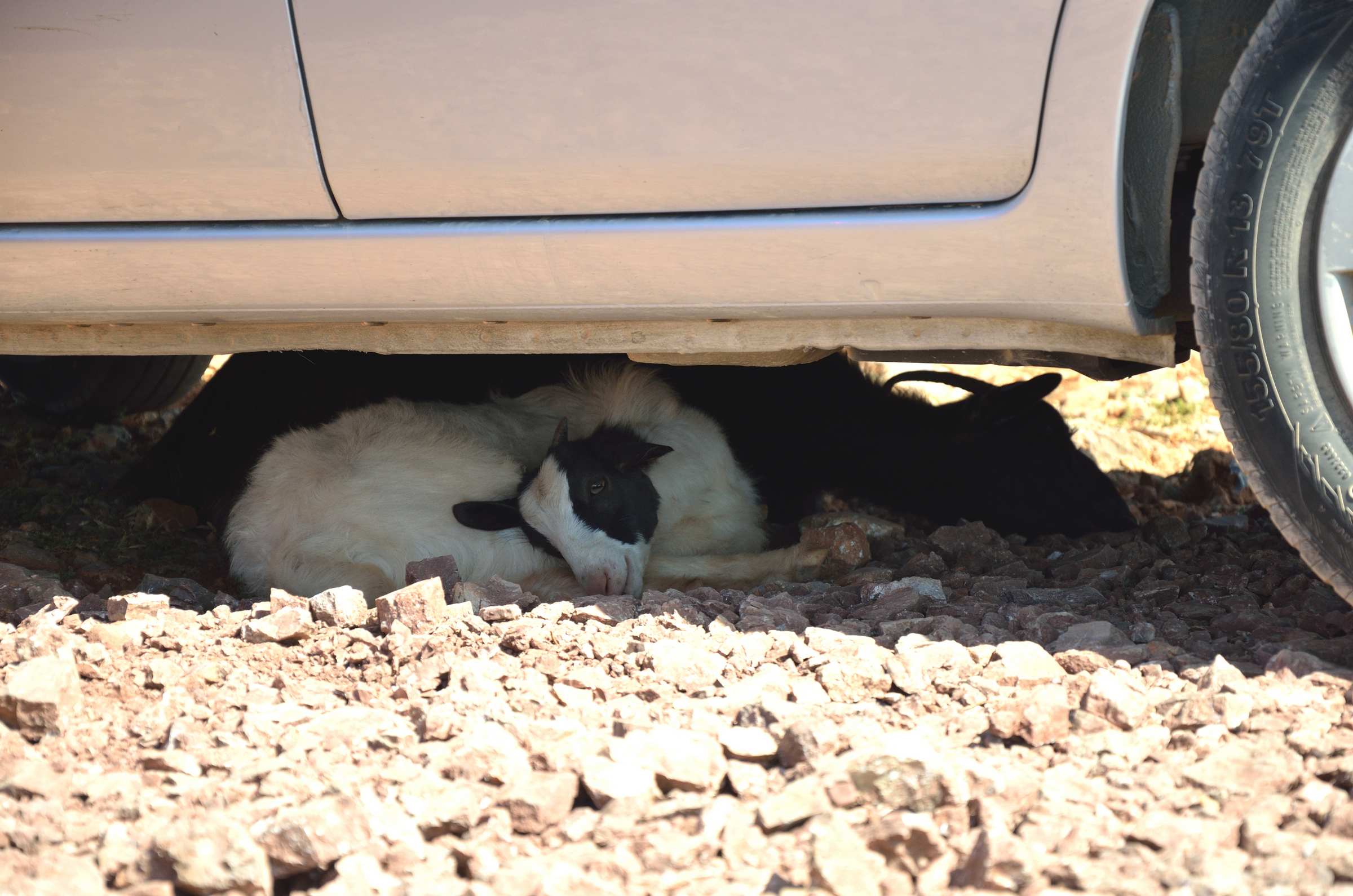 Козы спят, укрывшись под машиной
